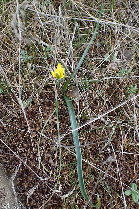 Gagea peduncularis \ Langstieliger Gelbstern / Stalked Star of Bethlehem, Zypern/Cyprus Madari 26.3.2025