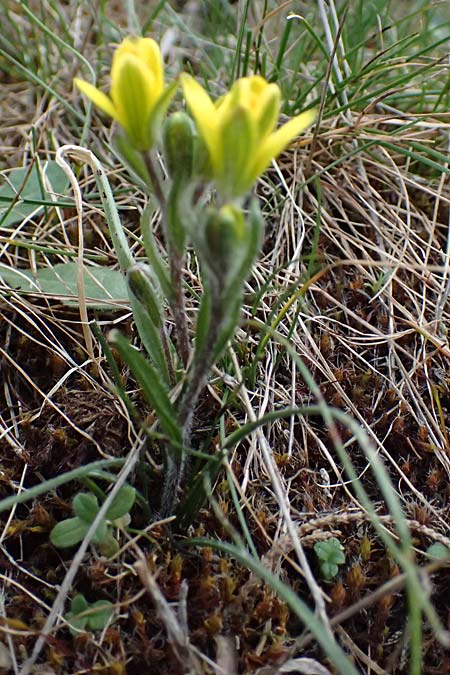 Gagea peduncularis \ Langstieliger Gelbstern / Stalked Star of Bethlehem, Zypern/Cyprus Madari 26.3.2025