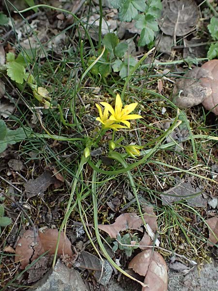 Gagea peduncularis \ Langstieliger Gelbstern / Stalked Star of Bethlehem, Zypern/Cyprus Madari 26.3.2025