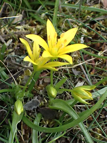 Gagea peduncularis \ Langstieliger Gelbstern / Stalked Star of Bethlehem, Zypern/Cyprus Madari 26.3.2025