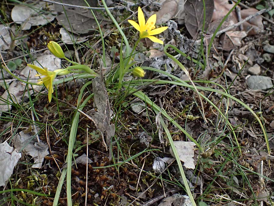 Gagea peduncularis \ Langstieliger Gelbstern / Stalked Star of Bethlehem, Zypern/Cyprus Madari 26.3.2025
