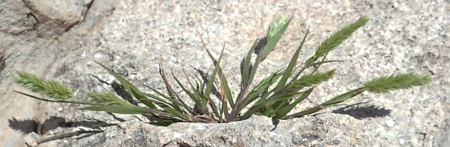 Rostraria smyrnacea \ Smyrna-B�schelgras / Smyrna Hair Grass, Zypern/Cyprus Episkopi 23.3.2025