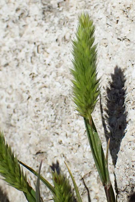 Rostraria smyrnacea \ Smyrna-B�schelgras / Smyrna Hair Grass, Zypern/Cyprus Episkopi 23.3.2025