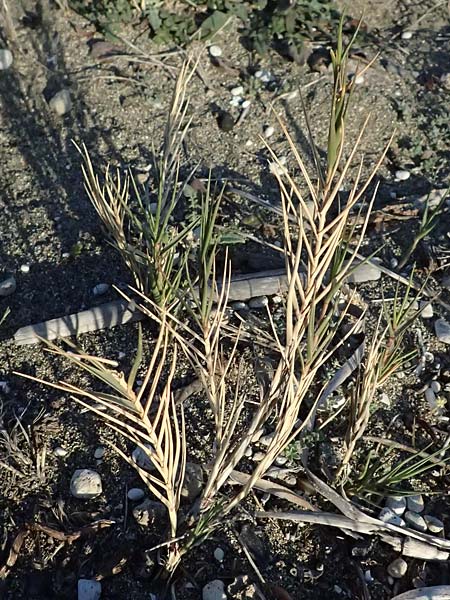 Cynodon dactylon \ Hundszahn-Gras / Bermuda Grass, Cocksfoot Grass, Zypern/Cyprus Akrotiri 23.3.2025