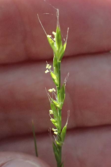 Festuca lachenalii \ Kies-D&uuml;nnschwingel / Gravel Fescue, Zypern/Cyprus Xyliatos 26.3.2025