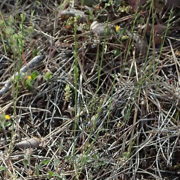 Festuca lachenalii \ Kies-D&uuml;nnschwingel / Gravel Fescue, Zypern/Cyprus Xyliatos 26.3.2025