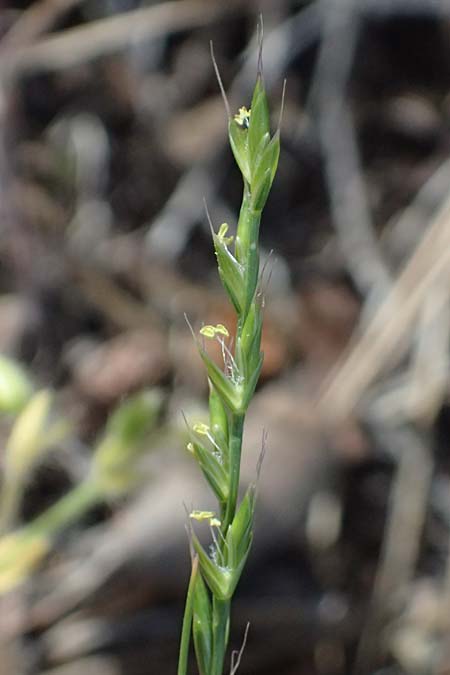Festuca lachenalii \ Kies-D&uuml;nnschwingel / Gravel Fescue, Zypern/Cyprus Xyliatos 26.3.2025
