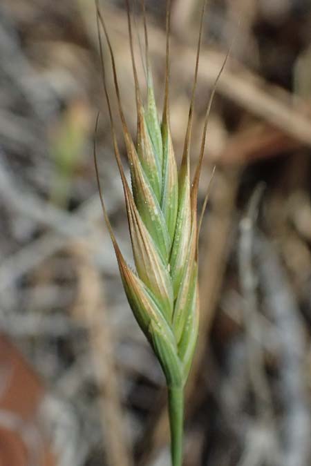 Poaceae spec4 ? \ Gras / Grass, Zypern/Cyprus Lagoudera 26.3.2025