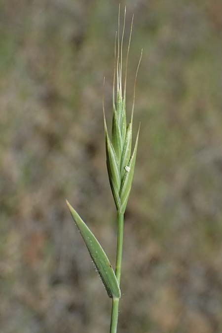 Poaceae spec4 ? \ Gras / Grass, Zypern/Cyprus Lagoudera 26.3.2025