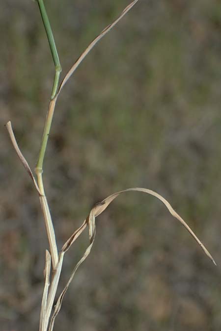 Poaceae spec4 ? \ Gras / Grass, Zypern/Cyprus Lagoudera 26.3.2025