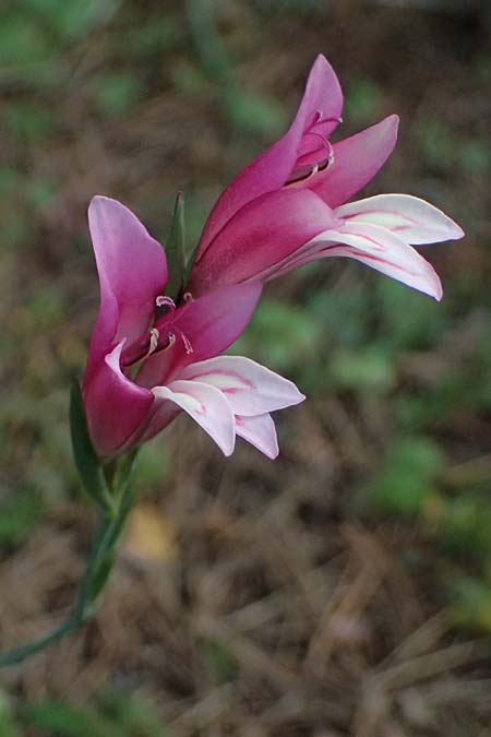 Gladiolus triphyllus \ Dreibl&auml;ttrige Gladiole / Three-Leaved Gladiolus, Zypern/Cyprus Pegeia 30.3.2025