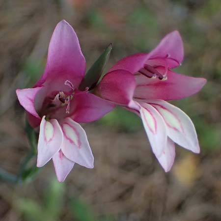 Gladiolus triphyllus \ Dreibl&auml;ttrige Gladiole / Three-Leaved Gladiolus, Zypern/Cyprus Pegeia 30.3.2025