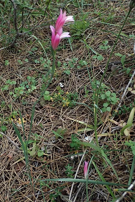 Gladiolus triphyllus \ Dreibl&auml;ttrige Gladiole / Three-Leaved Gladiolus, Zypern/Cyprus Pegeia 30.3.2025