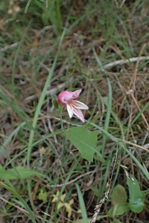 Gladiolus triphyllus \ Dreibl&auml;ttrige Gladiole / Three-Leaved Gladiolus, Zypern/Cyprus Pegeia 30.3.2025