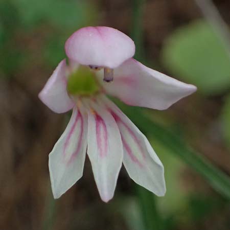 Gladiolus triphyllus \ Dreibl&auml;ttrige Gladiole / Three-Leaved Gladiolus, Zypern/Cyprus Pegeia 30.3.2025