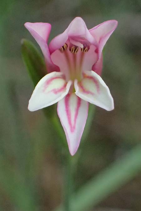 Gladiolus triphyllus \ Dreibl&auml;ttrige Gladiole / Three-Leaved Gladiolus, Zypern/Cyprus Pegeia 30.3.2025