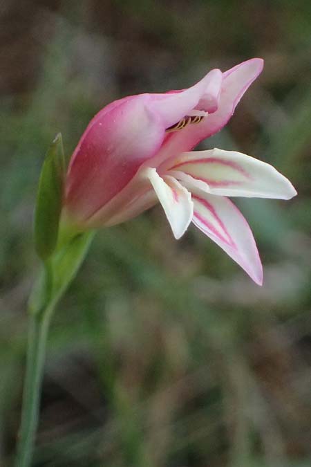 Gladiolus triphyllus \ Dreibl&auml;ttrige Gladiole / Three-Leaved Gladiolus, Zypern/Cyprus Pegeia 30.3.2025