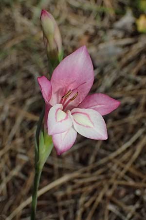 Gladiolus triphyllus \ Dreibl&auml;ttrige Gladiole / Three-Leaved Gladiolus, Zypern/Cyprus Pegeia 30.3.2025