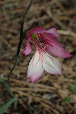 Gladiolus triphyllus \ Dreibl&auml;ttrige Gladiole / Three-Leaved Gladiolus, Zypern/Cyprus Pegeia 30.3.2025