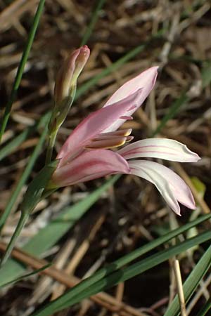 Gladiolus triphyllus \ Dreibl&auml;ttrige Gladiole / Three-Leaved Gladiolus, Zypern/Cyprus Pegeia 30.3.2025