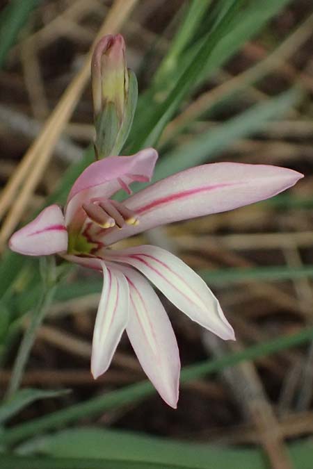 Gladiolus triphyllus \ Dreibl&auml;ttrige Gladiole / Three-Leaved Gladiolus, Zypern/Cyprus Pegeia 30.3.2025