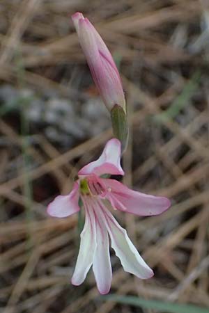 Gladiolus triphyllus \ Dreibl&auml;ttrige Gladiole / Three-Leaved Gladiolus, Zypern/Cyprus Pegeia 30.3.2025