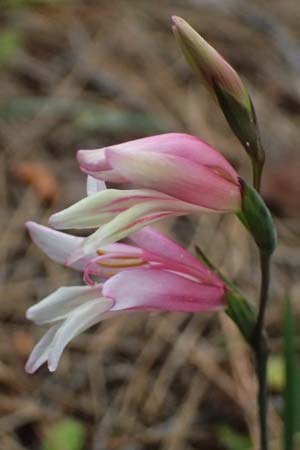 Gladiolus triphyllus \ Dreibl&auml;ttrige Gladiole / Three-Leaved Gladiolus, Zypern/Cyprus Pegeia 30.3.2025