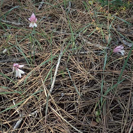 Gladiolus triphyllus \ Dreibl&auml;ttrige Gladiole / Three-Leaved Gladiolus, Zypern/Cyprus Pegeia 30.3.2025