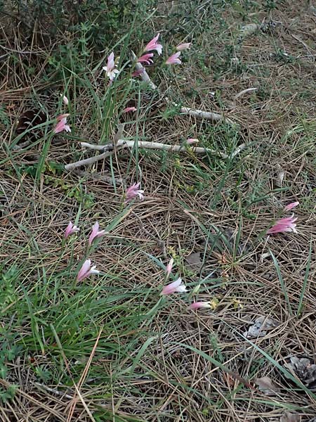 Gladiolus triphyllus \ Dreibl&auml;ttrige Gladiole / Three-Leaved Gladiolus, Zypern/Cyprus Pegeia 30.3.2025