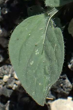 Heliotropium hirsutissimum \ Behaarte Sonnenwende / Hairy Turn-Sole, Zypern/Cyprus Anogyra 29.3.2025