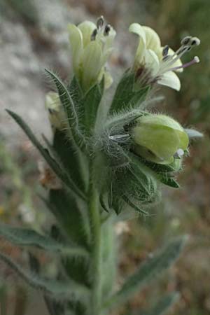 Hyoscyamus albus \ Wei&szlig;es Bilsenkraut / Round-Leaved Henbane, Zypern/Cyprus Petra tou Romiou 30.3.2025