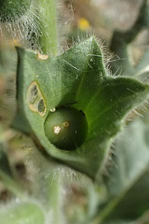 Hyoscyamus albus \ Wei&szlig;es Bilsenkraut / Round-Leaved Henbane, Zypern/Cyprus Petra tou Romiou 30.3.2025