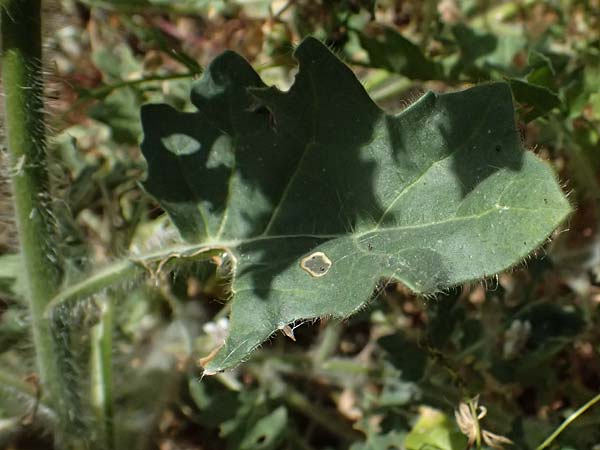 Hyoscyamus albus \ Wei&szlig;es Bilsenkraut / Round-Leaved Henbane, Zypern/Cyprus Petra tou Romiou 30.3.2025