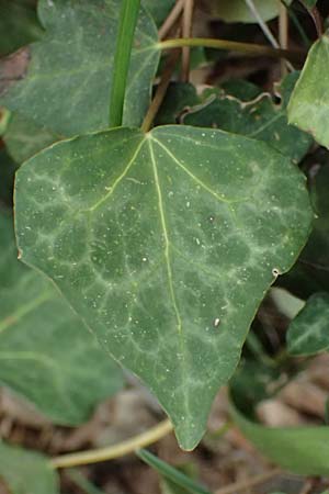 Hedera pastuchovii subsp. cypria \ Zypern-Efeu / Cyprus Ivy, Zypern/Cyprus Platres 28.3.2025
