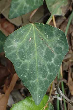 Hedera pastuchovii subsp. cypria \ Zypern-Efeu / Cyprus Ivy, Zypern/Cyprus Platres 28.3.2025