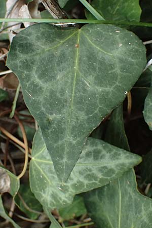 Hedera pastuchovii subsp. cypria \ Zypern-Efeu / Cyprus Ivy, Zypern/Cyprus Platres 28.3.2025