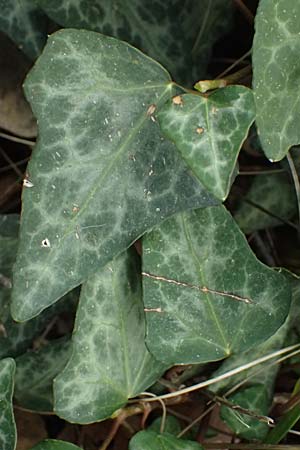 Hedera pastuchovii subsp. cypria \ Zypern-Efeu / Cyprus Ivy, Zypern/Cyprus Platres 28.3.2025