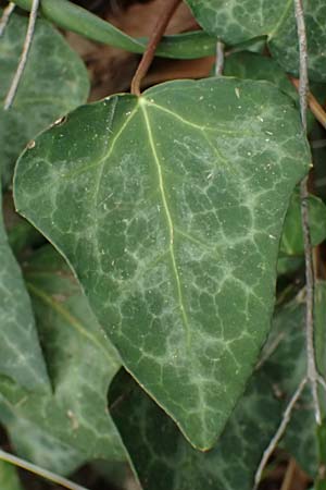 Hedera pastuchovii subsp. cypria \ Zypern-Efeu / Cyprus Ivy, Zypern/Cyprus Platres 28.3.2025