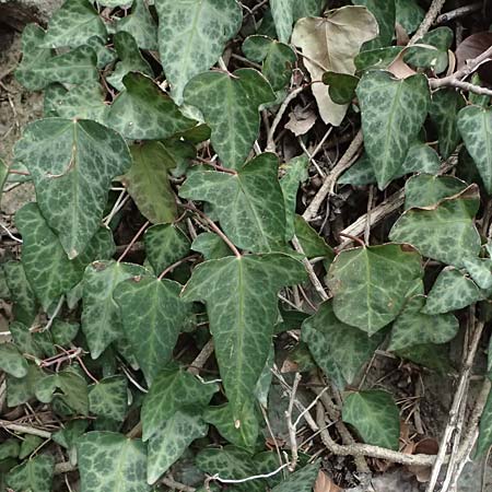 Hedera pastuchovii subsp. cypria \ Zypern-Efeu / Cyprus Ivy, Zypern/Cyprus Platres 28.3.2025