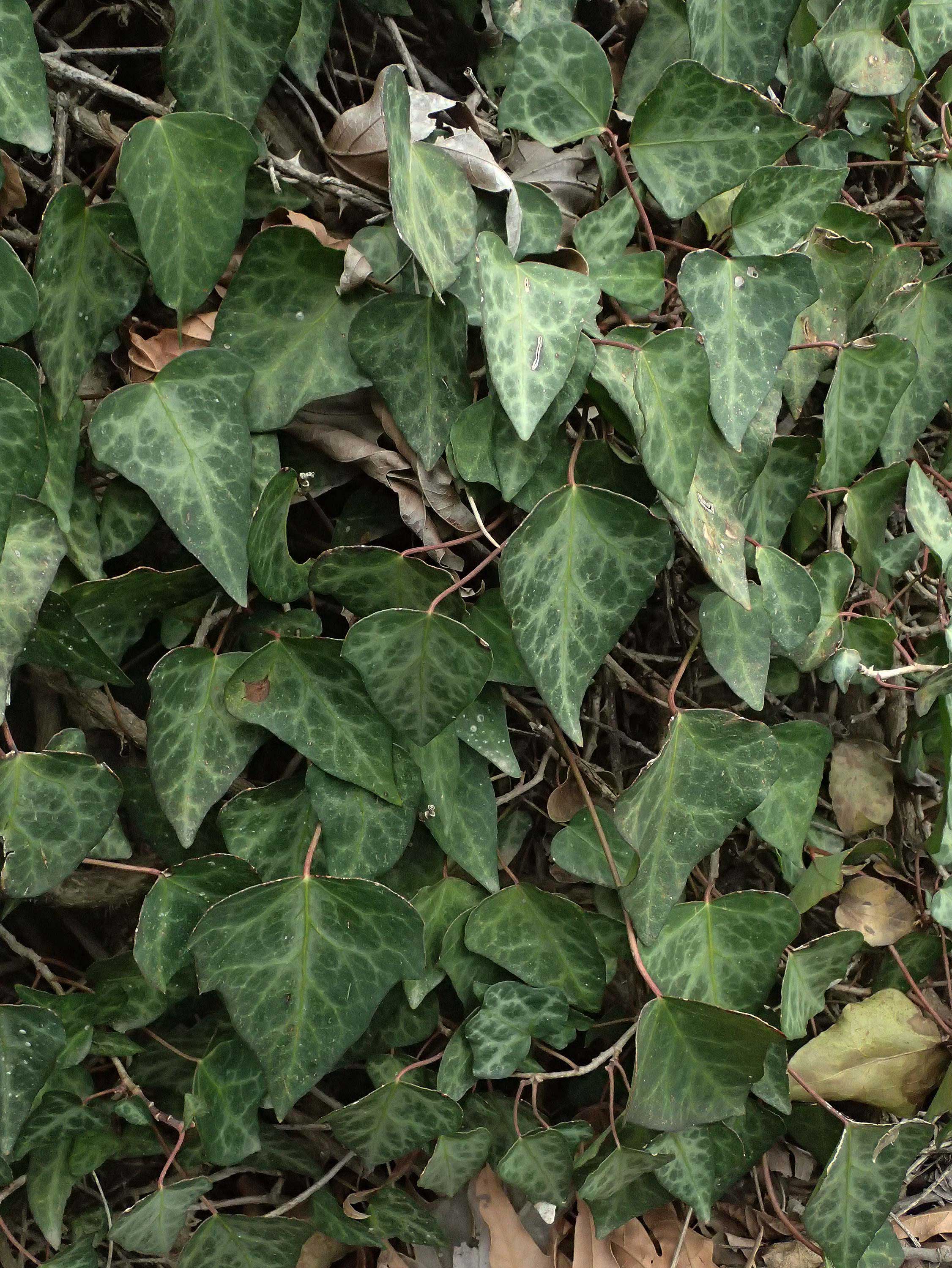 Hedera pastuchovii subsp. cypria \ Zypern-Efeu / Cyprus Ivy, Zypern/Cyprus Platres 28.3.2025