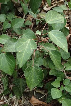 Hedera pastuchovii subsp. cypria \ Zypern-Efeu / Cyprus Ivy, Zypern/Cyprus Platres 28.3.2025