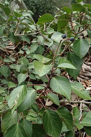Hedera pastuchovii subsp. cypria / Cyprus Ivy, Cyprus Platres 28.3.2025