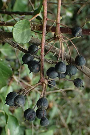 Hedera pastuchovii subsp. cypria \ Zypern-Efeu / Cyprus Ivy, Zypern/Cyprus Platres 28.3.2025