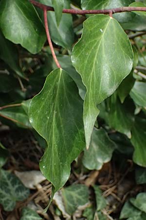 Hedera pastuchovii subsp. cypria \ Zypern-Efeu / Cyprus Ivy, Zypern/Cyprus Platres 28.3.2025