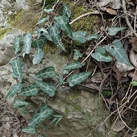 Hedera pastuchovii subsp. cypria \ Zypern-Efeu / Cyprus Ivy, Zypern/Cyprus Platres 28.3.2025