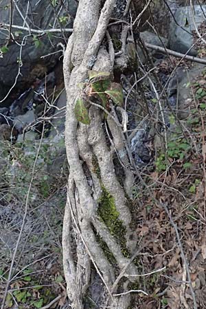Hedera pastuchovii subsp. cypria \ Zypern-Efeu / Cyprus Ivy, Zypern/Cyprus Platres 28.3.2025