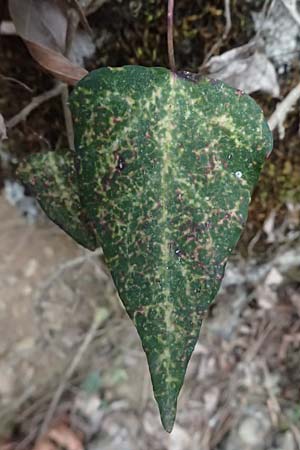 Hedera pastuchovii subsp. cypria \ Zypern-Efeu / Cyprus Ivy, Zypern/Cyprus Platres 28.3.2025