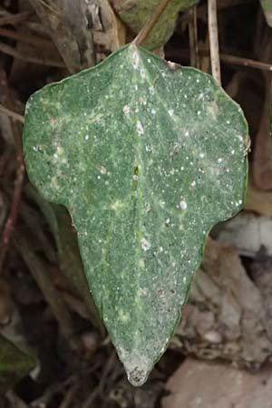 Hedera pastuchovii subsp. cypria \ Zypern-Efeu / Cyprus Ivy, Zypern/Cyprus Platres 28.3.2025