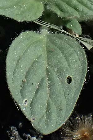 Heliotropium hirsutissimum \ Behaarte Sonnenwende / Hairy Turn-Sole, Zypern/Cyprus Anogyra 29.3.2025