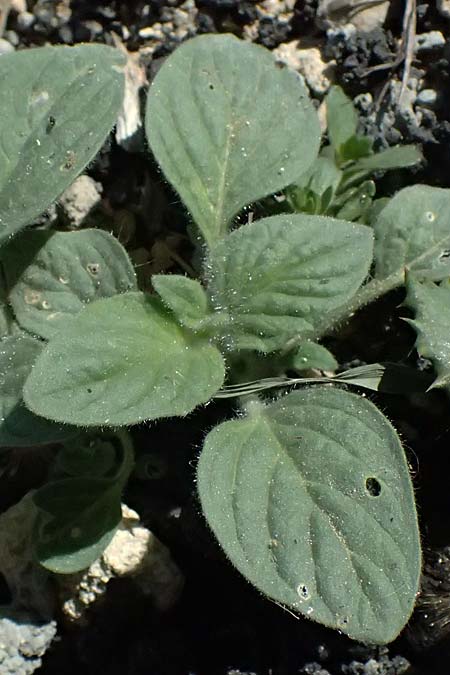 Heliotropium hirsutissimum \ Behaarte Sonnenwende / Hairy Turn-Sole, Zypern/Cyprus Anogyra 29.3.2025
